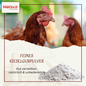 Braune Henne und feines Supravit Kieselgurpulver für Hühner. Effektive Einstreu zur Feuchtigkeitskontrolle im Geflügelstall.