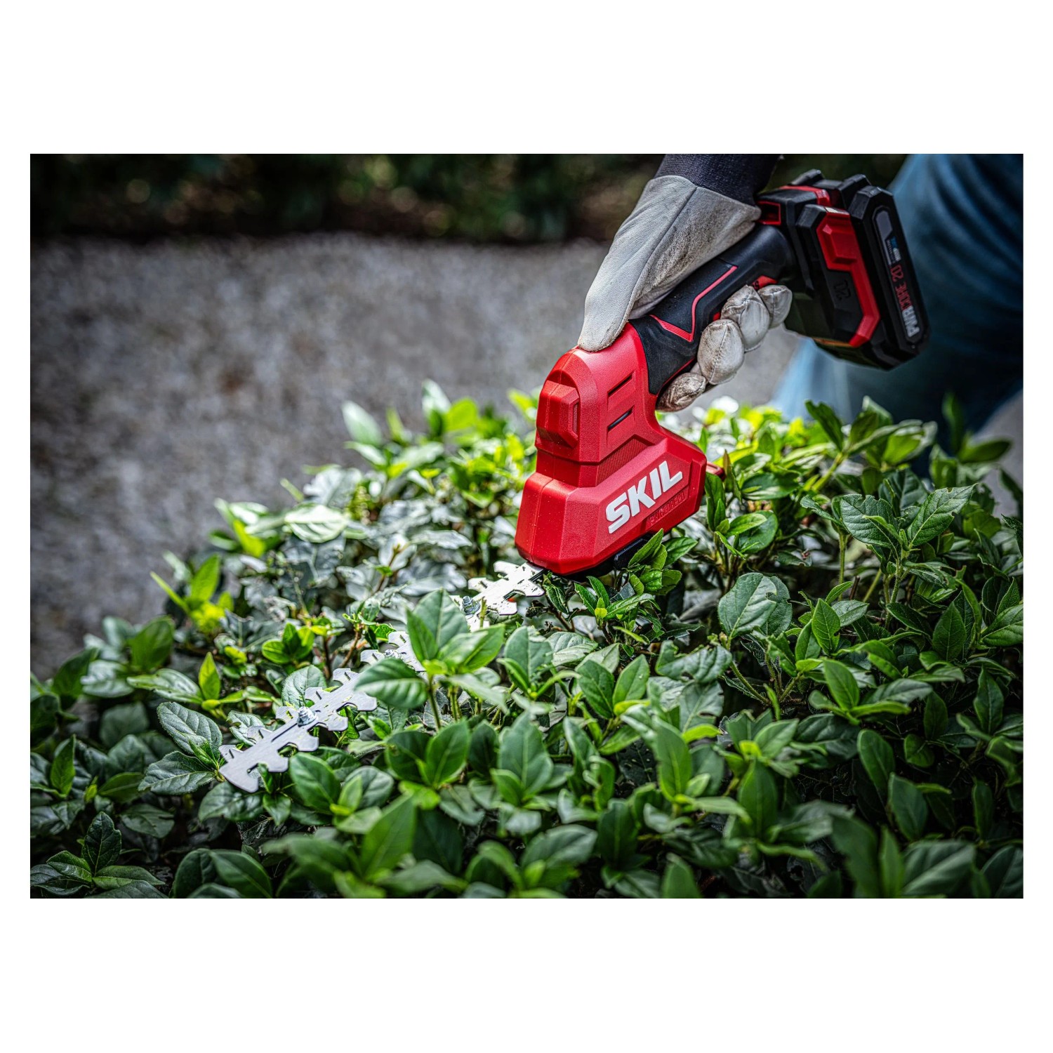 Skil Akku-Gras- und Strauchschneider 0631CA in Nutzung, rot/schwarz, schneidet Hecke.