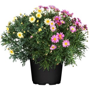 Strauchmargerite Trio im Topf mit rosa, gelben und weißen Blüten, ca. 35 cm hoch.