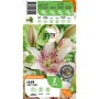 Verpackung der GROW by OBI Lilie Asiatisch Sweet Zanica, Blüten dunkelrot/weiß.