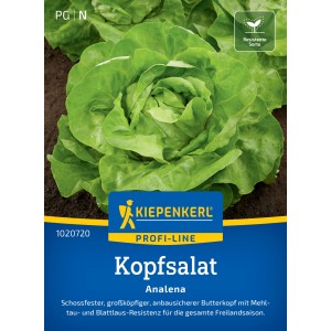 Kiepenkerl Kopfsalat Analena: Frischer, grüner Salat im Beet, resistente Sorte.