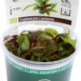 Dennerle Cryptocoryne x Pupurea Aquariumpflanze im Topf, grüne und rötliche Blätter.