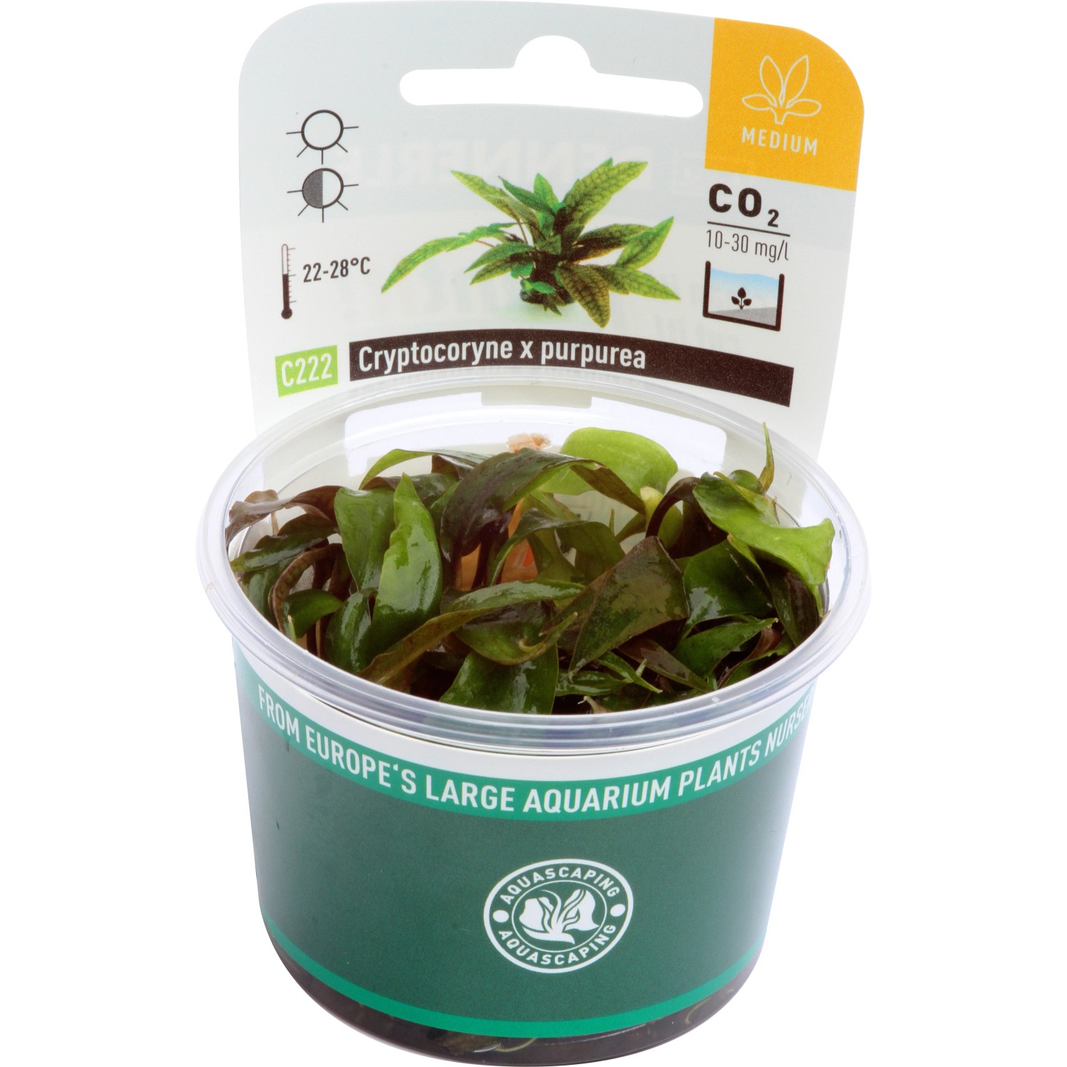 Dennerle Cryptocoryne x Pupurea Aquariumpflanze im Topf, grüne und rötliche Blätter.