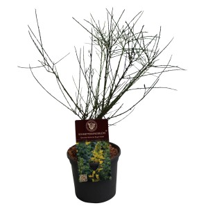Färberginster Royal Gold im Topf: Gelber Ginster als Kübelpflanze oder für den Heidegarten.