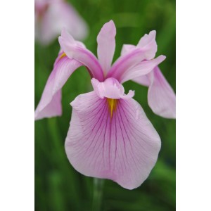 Nahaufnahme einer zartrosa Sumpf-Schwertlilie 'Rose Queen' von GROW by OBI. Elegante Teichpflanze.