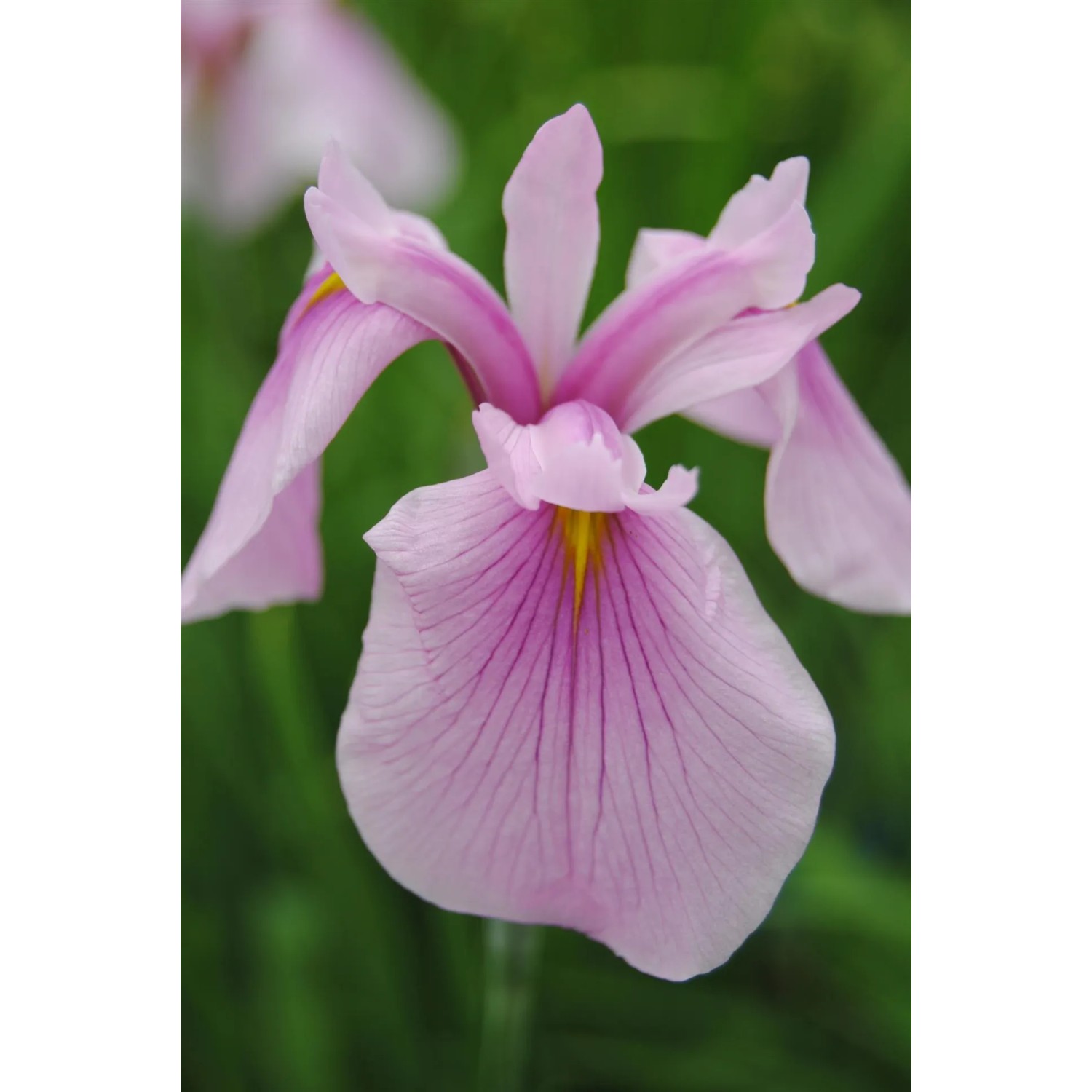 Nahaufnahme einer zartrosa Sumpf-Schwertlilie 'Rose Queen' von GROW by OBI. Elegante Teichpflanze.