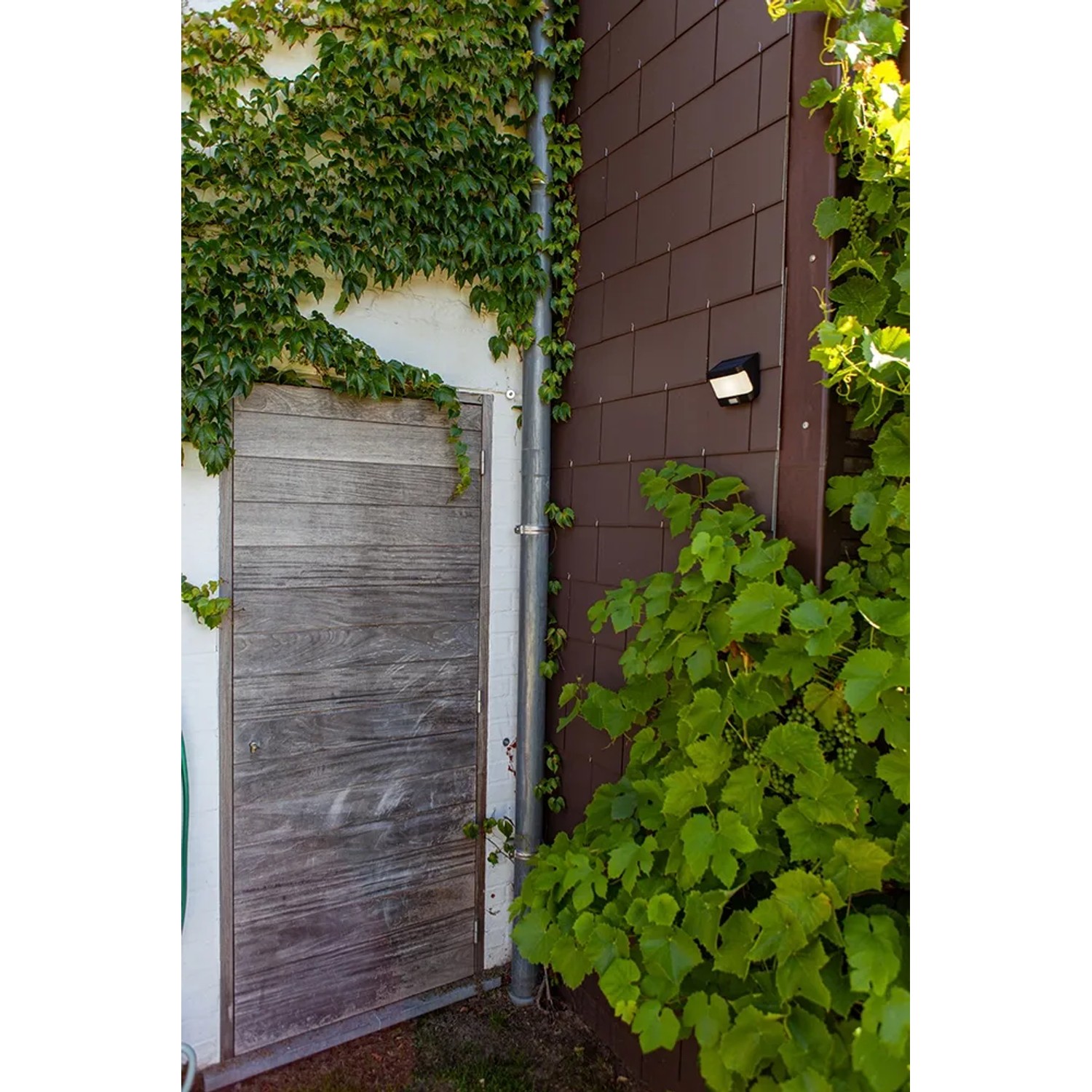 Mattschwarze Lutec LED Solar Wandleuchte Try an Hauswand mit Pflanzen.
