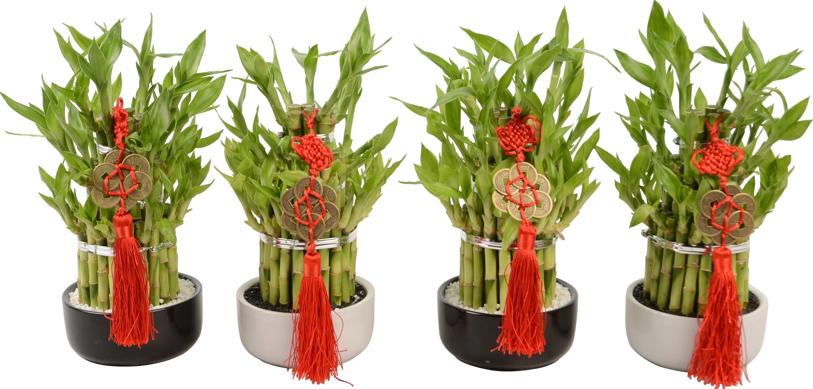 Glücksbambus Arrangement TopfØ ca. 12 cm kaufen bei OBI
