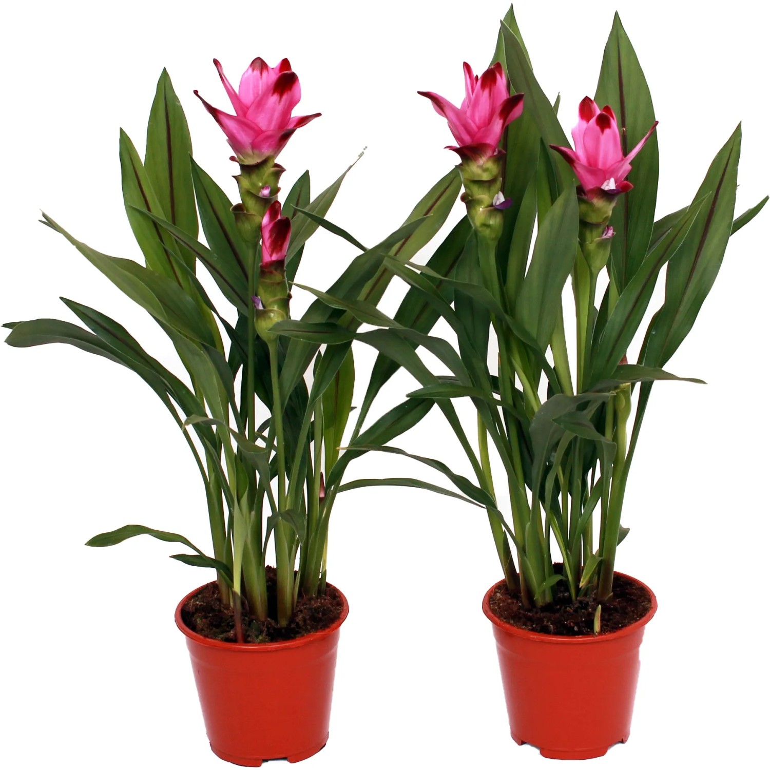GROW by OBI Indische Safranwurz Siam Splash Rosa-Rot Topf  ca. 14 cm  Curcuma kaufen bei OBI