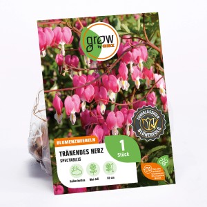 GROW by OBI Tränendes Herz, Dicentra spectabilis mit rosa Blüten, Blumenzwiebel für halbschattige Standorte.
