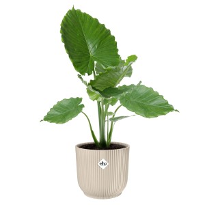 Elho Blumentopf Vibes Fold, rund, Ø 40 cm, leinenweiß, mit Pflanze.