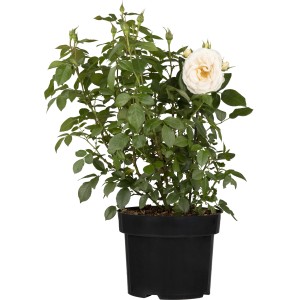 Beetrose Weiß im Topf, ca. 20-30 cm hoch. Rosa Hybride mit zarten Blüten.