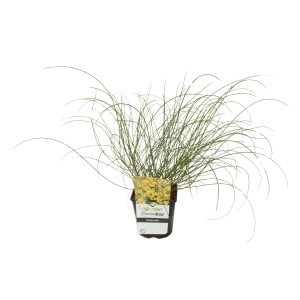 Steinginster Gelb im Topf, ca. 20-30 cm hoch, ideal für Steingärten.