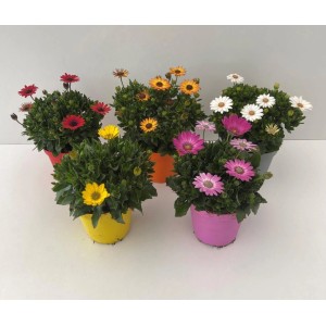 Verschiedenfarbige Kapringelblumen (Osteospermum) im Topf, ideal für Balkon und Terrasse.