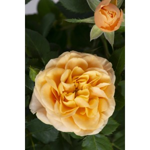 Zimmerrose in Apricot mit grünen Blättern im Topf (Ø 13cm).