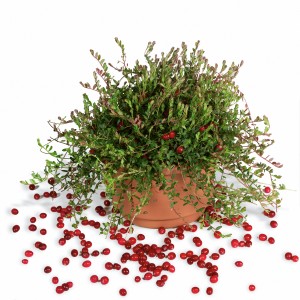 Großfrüchtige Moosbeere 'Cranberry' im Topf mit roten Beeren. Fruchtgemüse für Garten und Balkon.