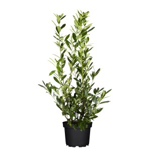 Kirschlorbeer Caucasica im Topf, 80-100cm hoch, Set mit 30 Stück für Hecke.