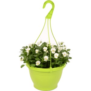 Hornveilchen-Ampel mit weißen Blüten im grünen Topf, hängende Frühjahrsbepflanzung.
