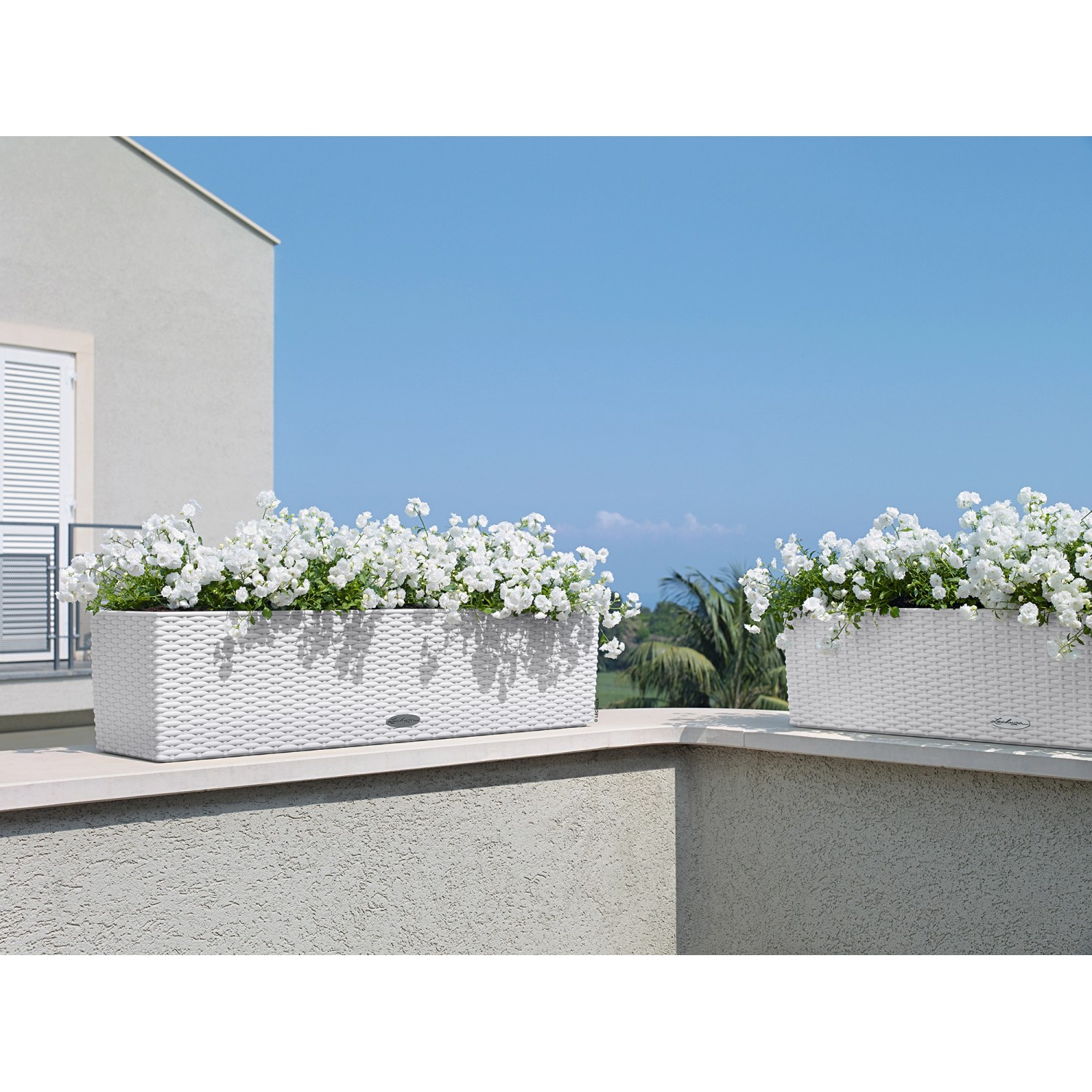 Weißer Lechuza Balconera Cottage 80 Blumenkasten mit Bewässerungssystem und weißen Blumen.