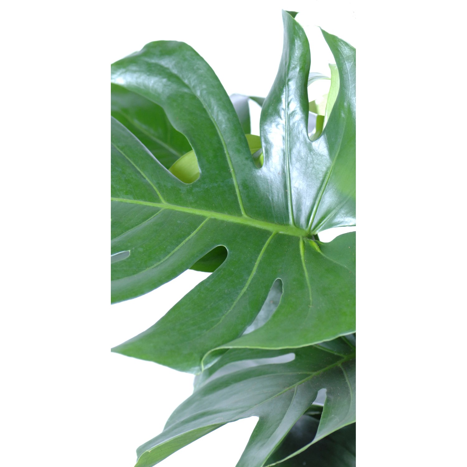 GROW by OBI Fensterblatt Tauerii Hhe 65-80 cm Topf  21 cm Monstera  Deliciosa kaufen bei OBI
