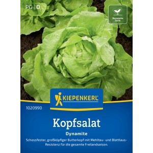 Kiepenkerl Kopfsalat Dynamite: Frischer, grüner Salat mit robusten Blättern im Beet.