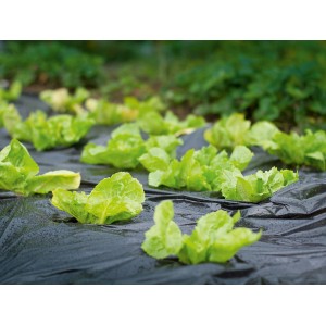Schwarze Mulchfolie (10 m x 1,5 m) mit Salatpflanzen im Gartenbeet. Folie speichert Wärme und Feuchtigkeit.