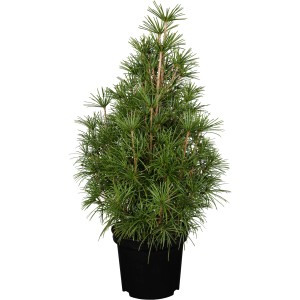 OBI Japanische Schirmtanne Höhe ca. 30 - 40 cm Topf ca. 5 l Sciadopitys