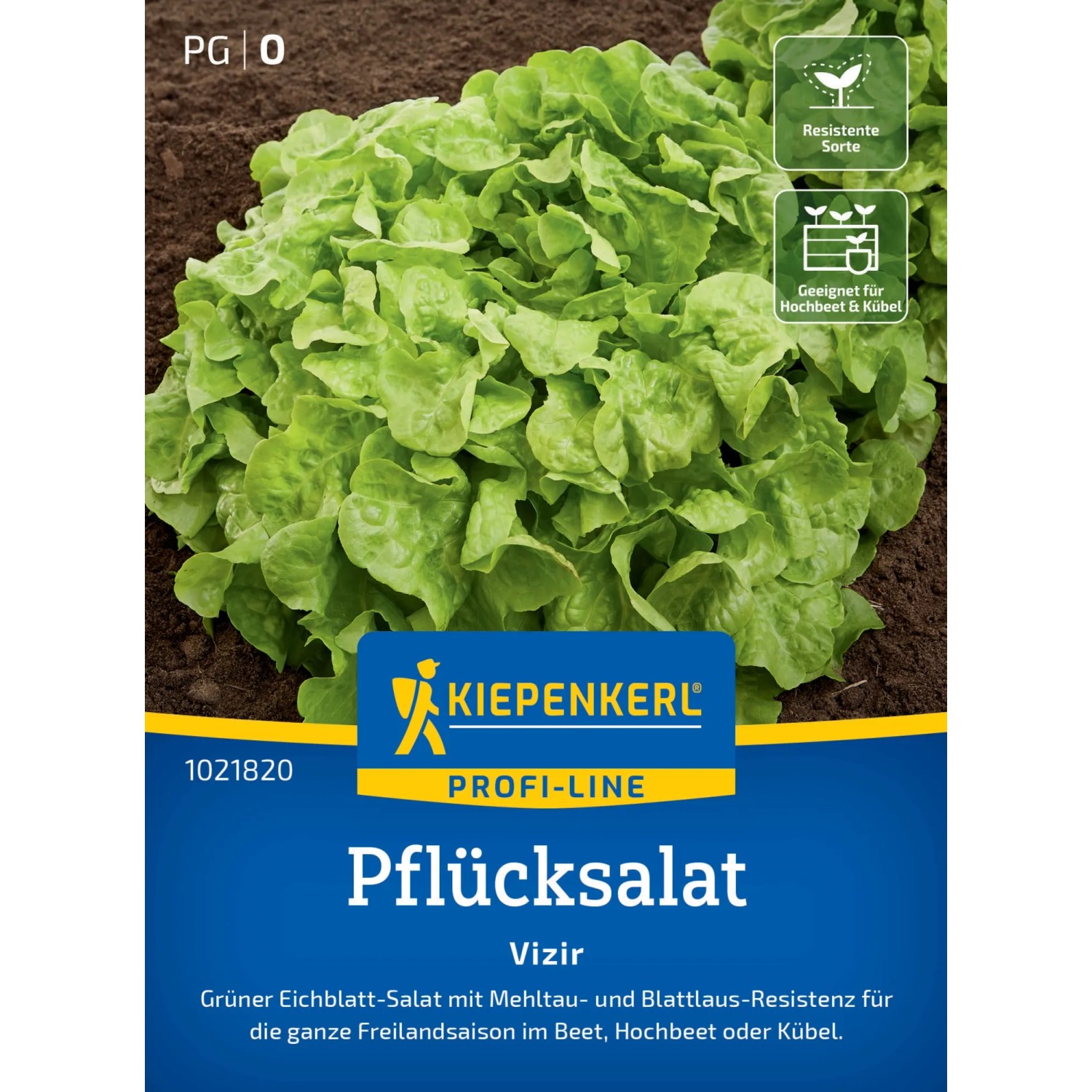 Kiepenkerl Pflücksalat Vizir Saatgut, grüne Blätter im Beet.