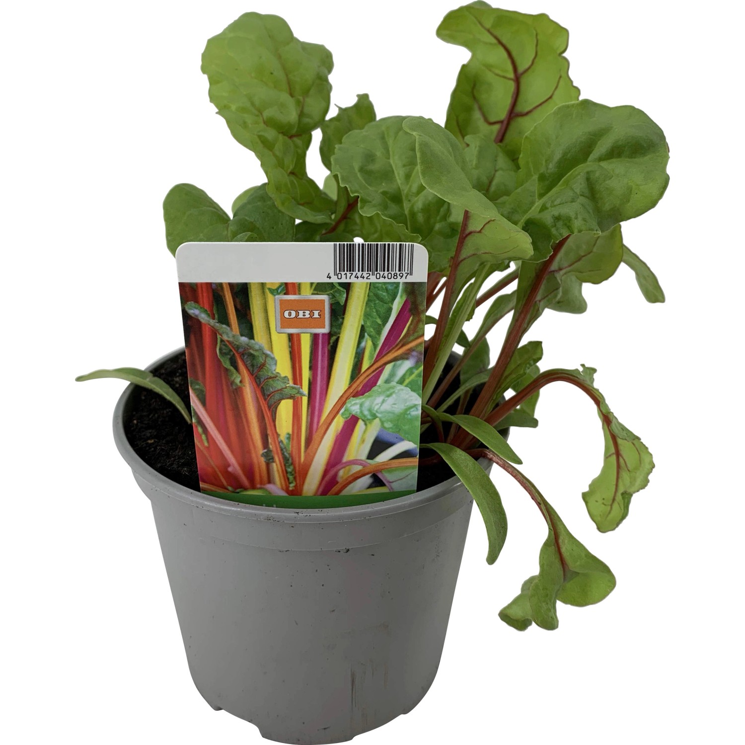 OBI Mangold TopfØ ca. 12 cm Beta vulgaris subsp. kaufen bei OBI