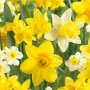 Botanische Narzissen-Mischung mit gelben und weißen Blüten, ideal für den Frühlingsgarten.
