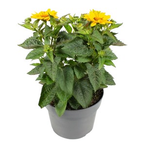 Sonnenauge 'Sole Scuro' im Topf, gelbe Blüten, ca. 13 cm Topfgröße.