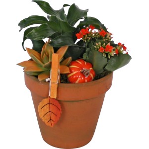 Herbstliches Arrangement Grün- und Blühpflanzen im Tontopf mit Kürbis-Deko.