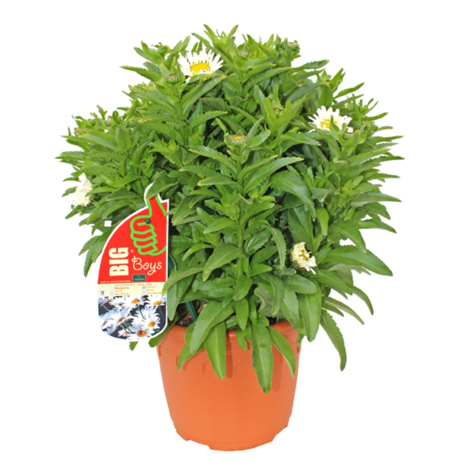 GROW by OBI Margeriten Wei 60 cm Leucanthem kaufen bei OBI
