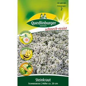 Quedlinburger Steinkraut Schneedecke Blumensamen mit weißen Blüten, ca. 20cm hoch.
