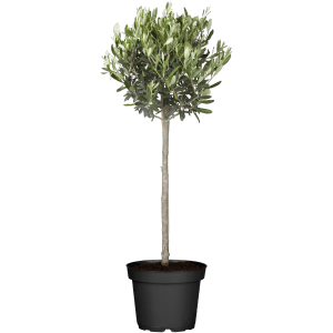GROW by OBI Olivenbaum Ministamm im Topf, ca. 35 cm hoch.