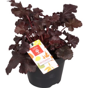 Purpurglöckchen 'Black Beauty' im Topf: Purpurrote Blätter, ideal als Bodendecker.