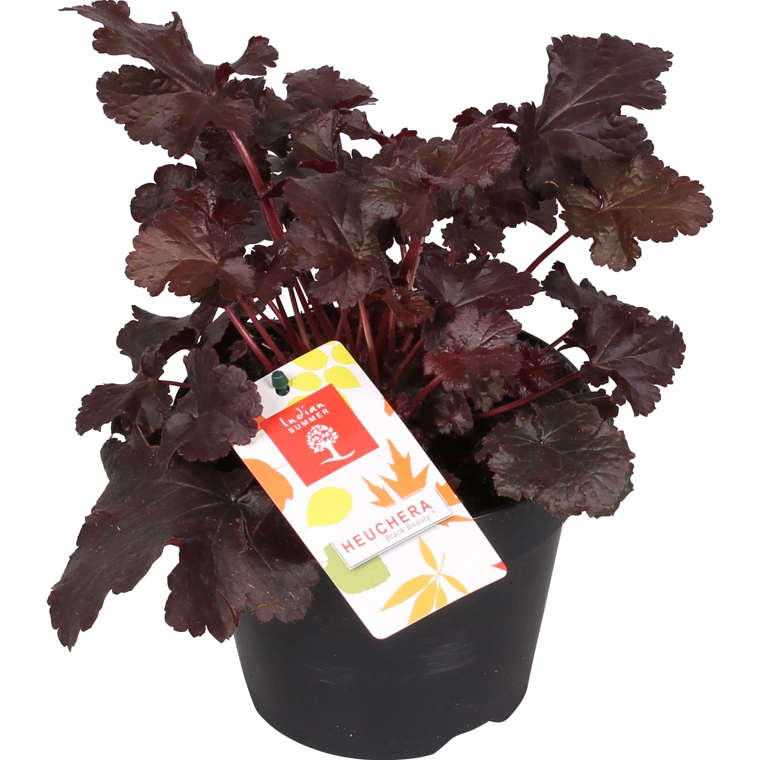 Purpurglöckchen 'Black Beauty' im Topf: Purpurrote Blätter, ideal als Bodendecker.