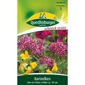 Quedlinburger Bartnelke 'Rot mit Weiß', Blumensamen für Beet und Rabatte.