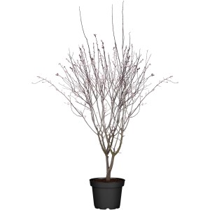 Blutpflaume Nigra im Topf, ca. 70-90cm hoch. Zierkirsche für Garten & Beet.