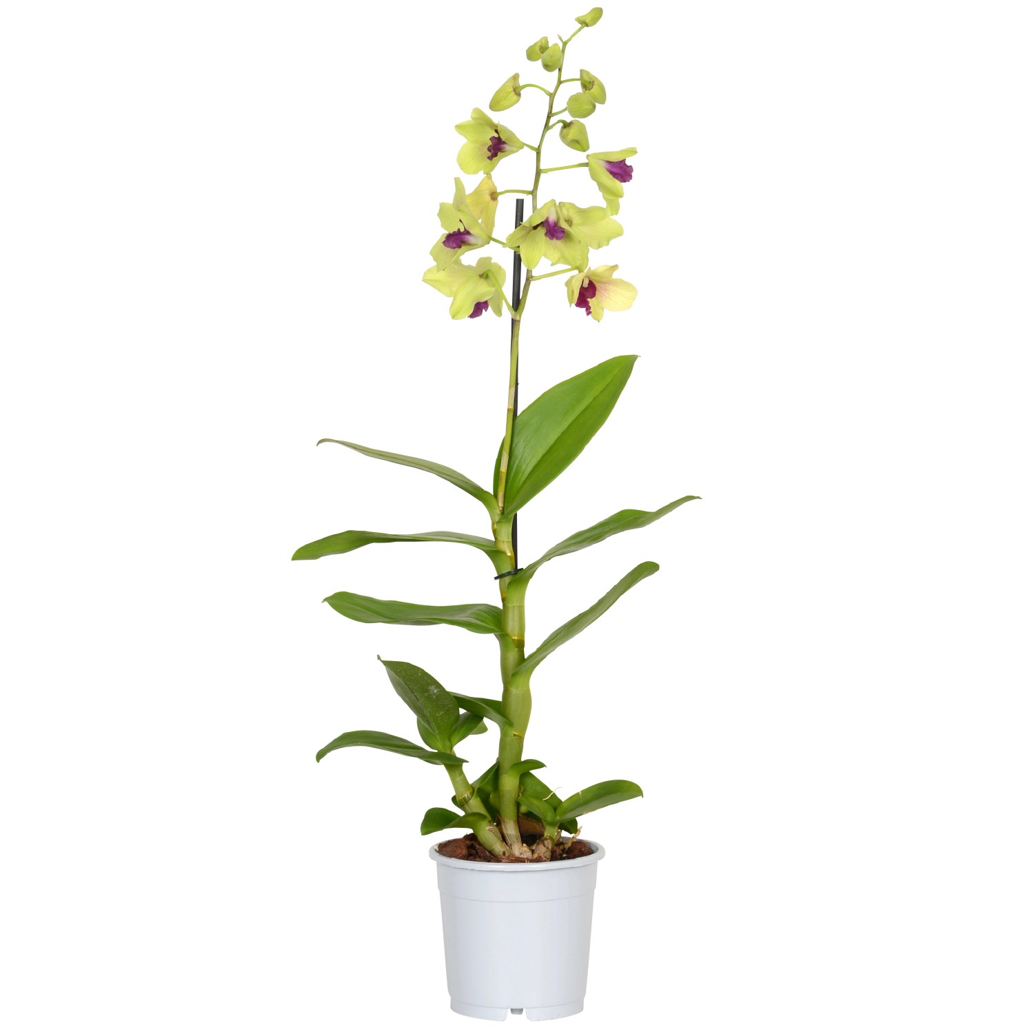 BambusOrchidee "Nobilee" 1Trieber Herbstfarben TopfØ ca. 12 cm