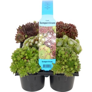 OBI Hauswurz Sempervivum 6-er Pack