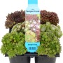 OBI Hauswurz Sempervivum 6er-Pack, verschiedene Farben und Formen in schwarzer Kunststoffverpackung.