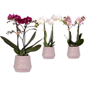 Schmetterlingsorchidee in Sorten Höhe ca. 35-40 cm Topf-Ø ca. 9 cm Phalaenopsis