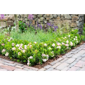Rosa blühender Rhododendron Bloombux im Garten, Höhe 5-10 cm.