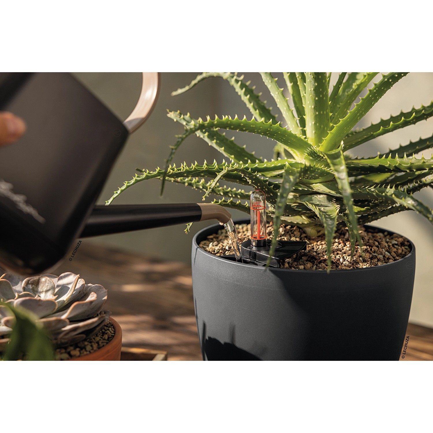Bewässerung einer Pflanze im Lechuza Topf mit Basicpon Pflanzsubstrat.