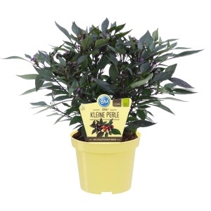 Blu Chili 'Kleine Perle' im Topf, violett-schwarze Blätter und kleine, dunkle Früchte.