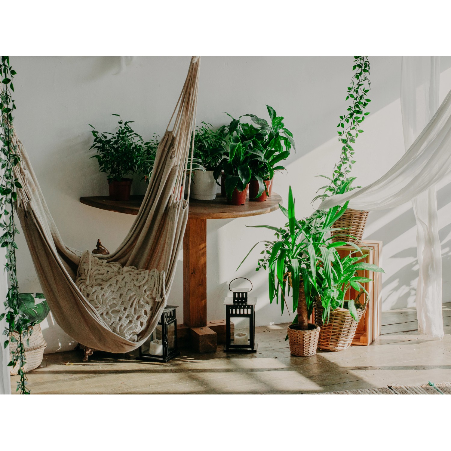 Grüne Zimmerpflanzen und Palme in idyllischer Umgebung, gedüngt mit Seramis Vitalnahrung.