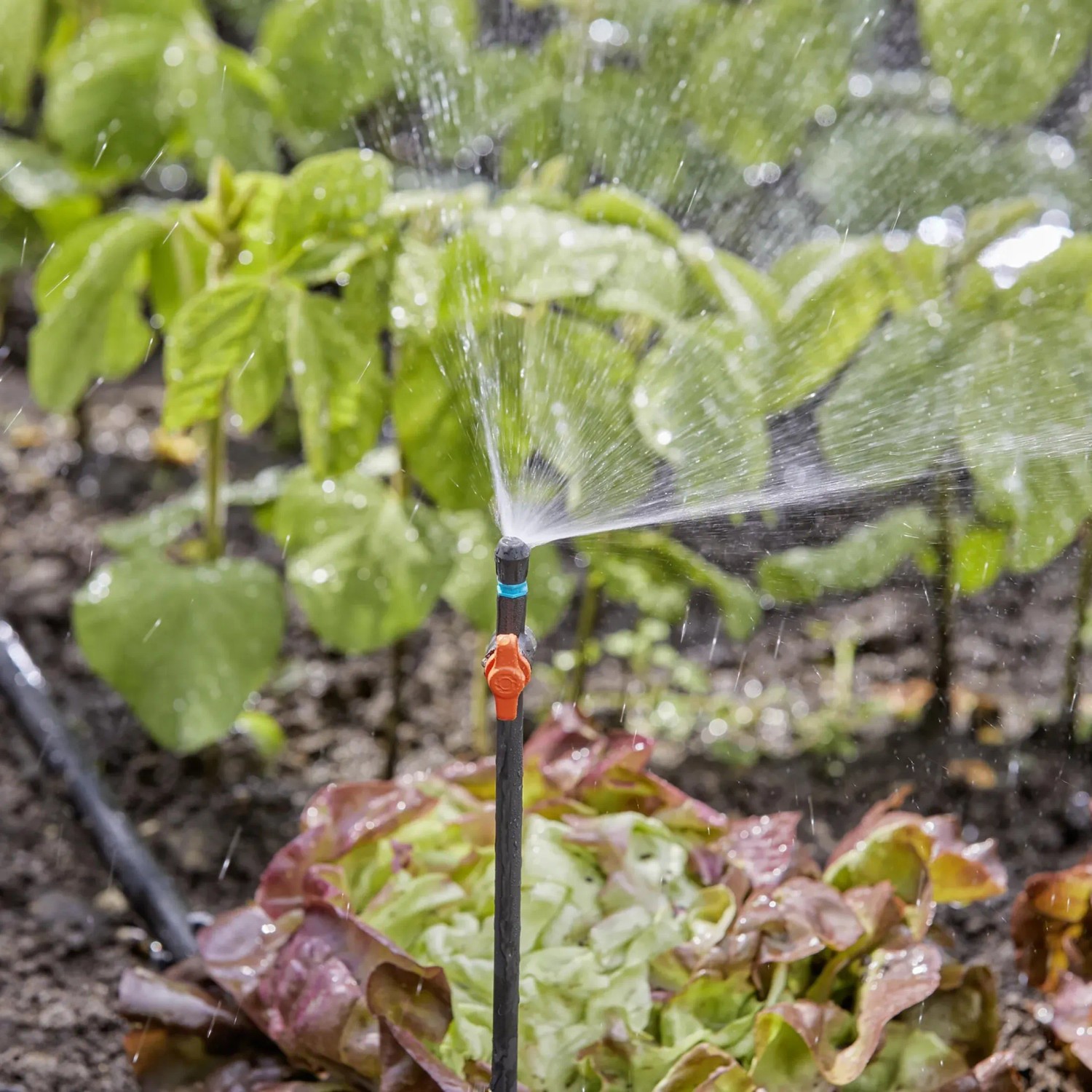 Gardena Sprühdüse 90° im Einsatz: Bewässerung von Beetecken mit Micro-Drip-System.