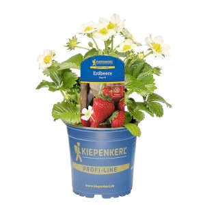Kiepenkerl Erdbeere Elan F1 im Topf mit roten Früchten und weißen Blüten.
