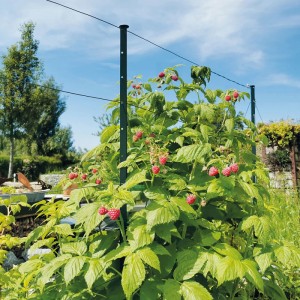 bellissa Rankhilfe Himbeertraum mit grünen Pfosten und Drahtseilen stützt Himbeerpflanze mit roten Beeren im Garten.